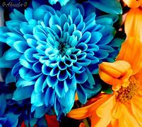 Image result for Orange Blue Floral Photography