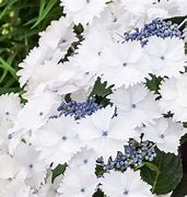 Image result for Hydrangea macrophylla Koria