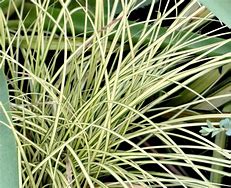 Image result for Carex brunnea Lady Sunshine