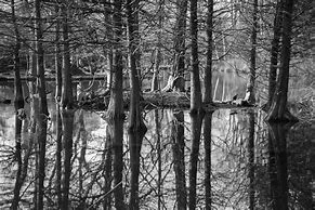 Image result for Black and White Forest Photography
