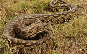 Image result for Giant Python Snake