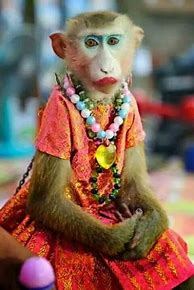 Image result for Funny Monkeys Dressed Up