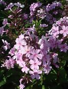 Image result for Phlox Lichtspel (Paniculata-Group)