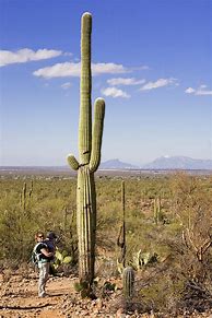 Image result for Tall Cactus Plants Desert