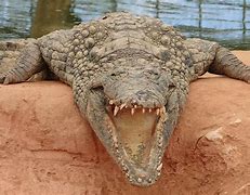 Image result for Top 5 Most Dangerous Animals