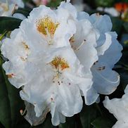 Image result for Rhododendron (Y) Porzellan