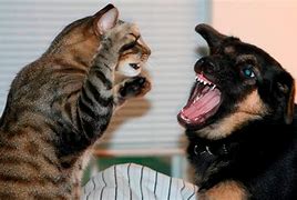 Image result for Funny Pics of Dogs and Cats