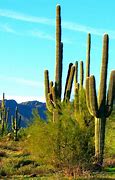 Image result for Desert Cactus Plants Arizona