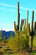 Image result for Desert Cactus Names