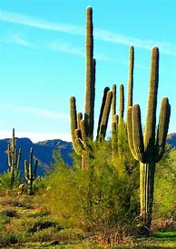 Image result for Saguaro Desert Cactus Plants