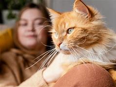 Image result for Beautiful Orange Tabby Cat