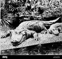 Image result for Florida Crocodile vs Alligator