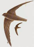Image result for Cypseloides Apodidae