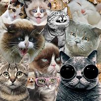 Image result for Collage of Cat Memes