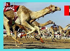 Image result for Camel Racing Abu Dhabi