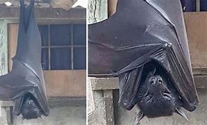 Image result for Humen Bat