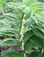 Polygonatum odoratum Spiral Staircase ପାଇଁ ପ୍ରତିଛବି ଫଳାଫଳ