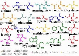 Image result for Non-Standard Amino Acids Examples