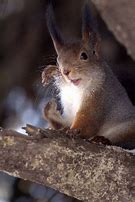 Image result for Squirrel Dance