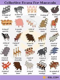 Image result for Collective Nouns Animalscows