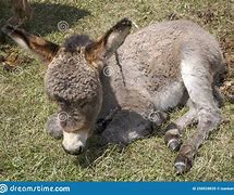Image result for Newborn Baby Donkeys