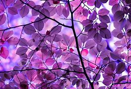 Image result for Purple Background Images