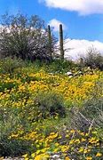 Image result for Sonoran Desert National Monument