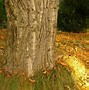 Image result for Large Tree Art