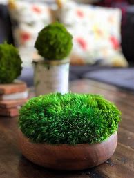 Image result for Moss Centerpiece