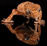 Image result for Adorable Lizards