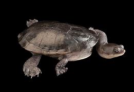 Image result for Chelodina canni