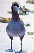 Image result for albatris