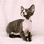 Image result for Munchkin Cat Grey and White