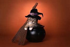 Image result for Halloween Cat