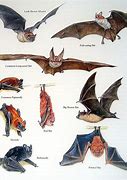 Image result for Bat Species Chart