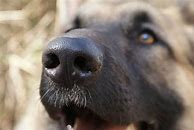 Image result for German Shepherd Nose