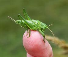 Image result for Large Green Cricket