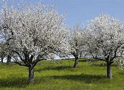 Image result for Blooming Gala Apple Tree