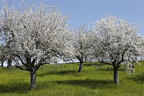 Image result for Apple Tree Bloom