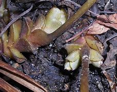 Image result for Hydrophyllum canadense