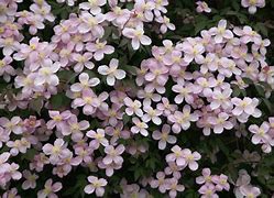 Image result for Clematis montana Rubens