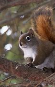 Image result for Cute Fluffy Squirrels