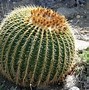 Image result for Best Desert Plants