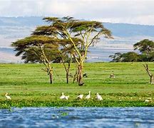 Image result for Lake Naivasha