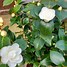 Image result for Camellia japonica Nuccios Gem