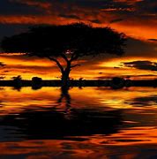 Image result for Kenya Sunset Silhouette