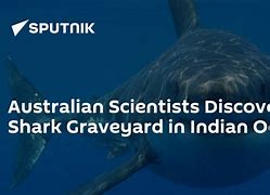 Image result for Shark graveyard Indian Ocean