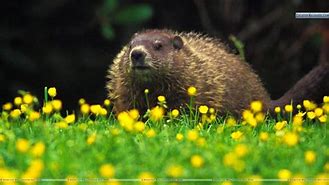 Image result for Zoom Background Groundhog Cute
