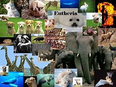 Image result for Eutheria Memes