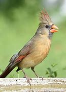 Image result for Female Cardinal Birds Look Like